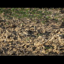 Aus kurzen Stücken der Stämme treiben neue Maniokpflanzen